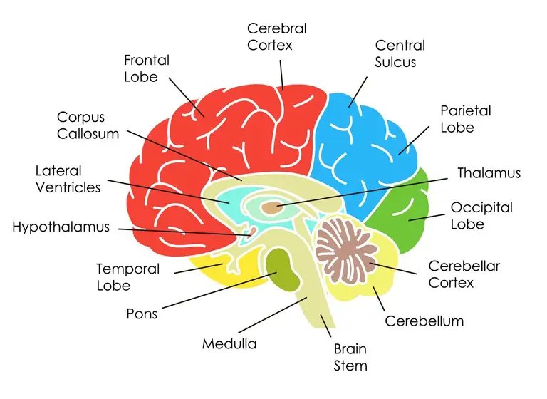 Parts Of The Human Brain And Their Functions - WISURU