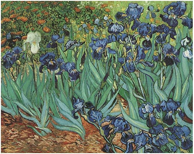 Sad Story of Vincent Van Gogh - The Irises