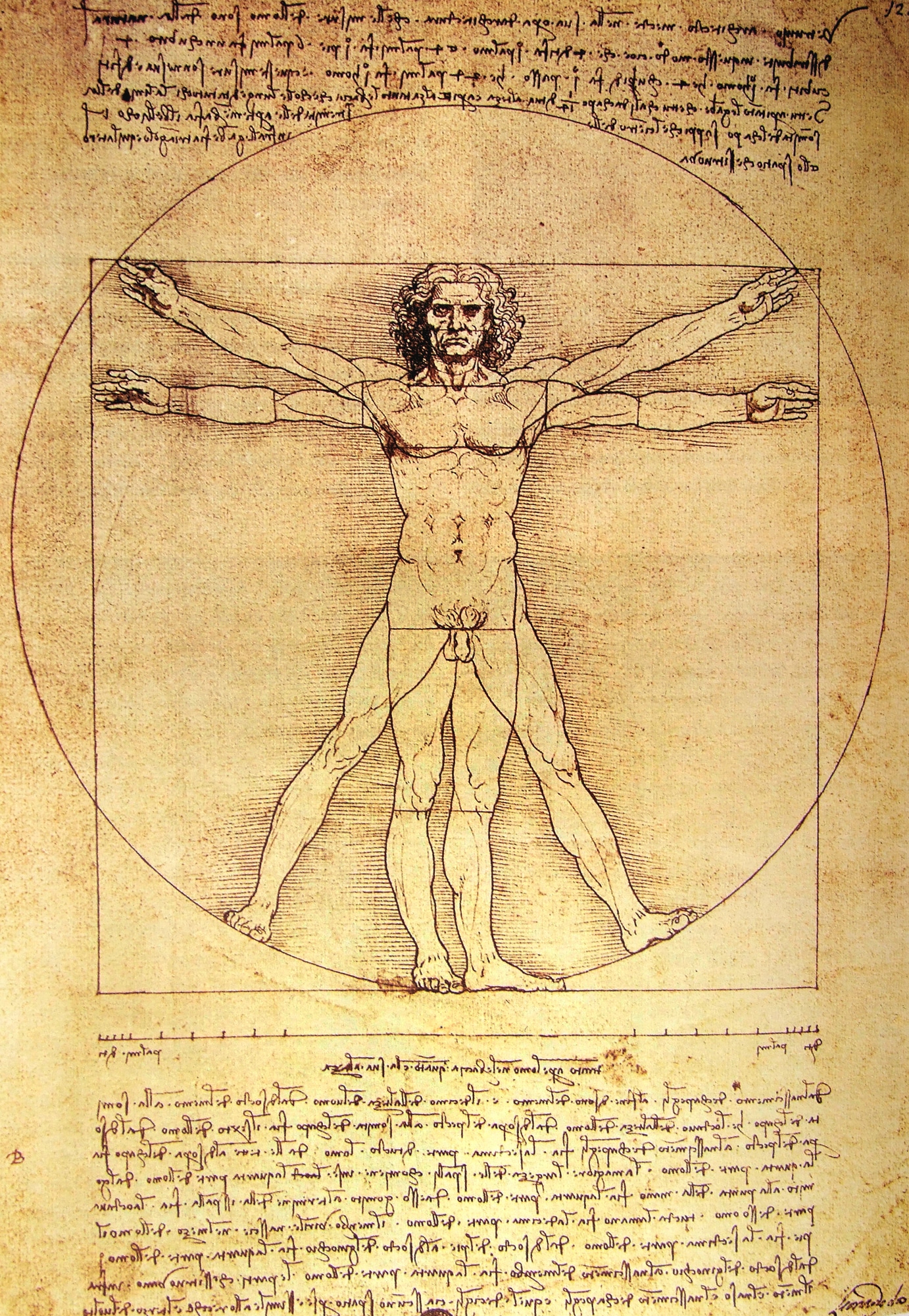 The Vitruvian Man - The biography of Leonardo da Vinci