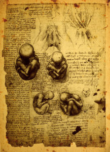 An anotomy drawing - Biography of Leonardo da Vinci
