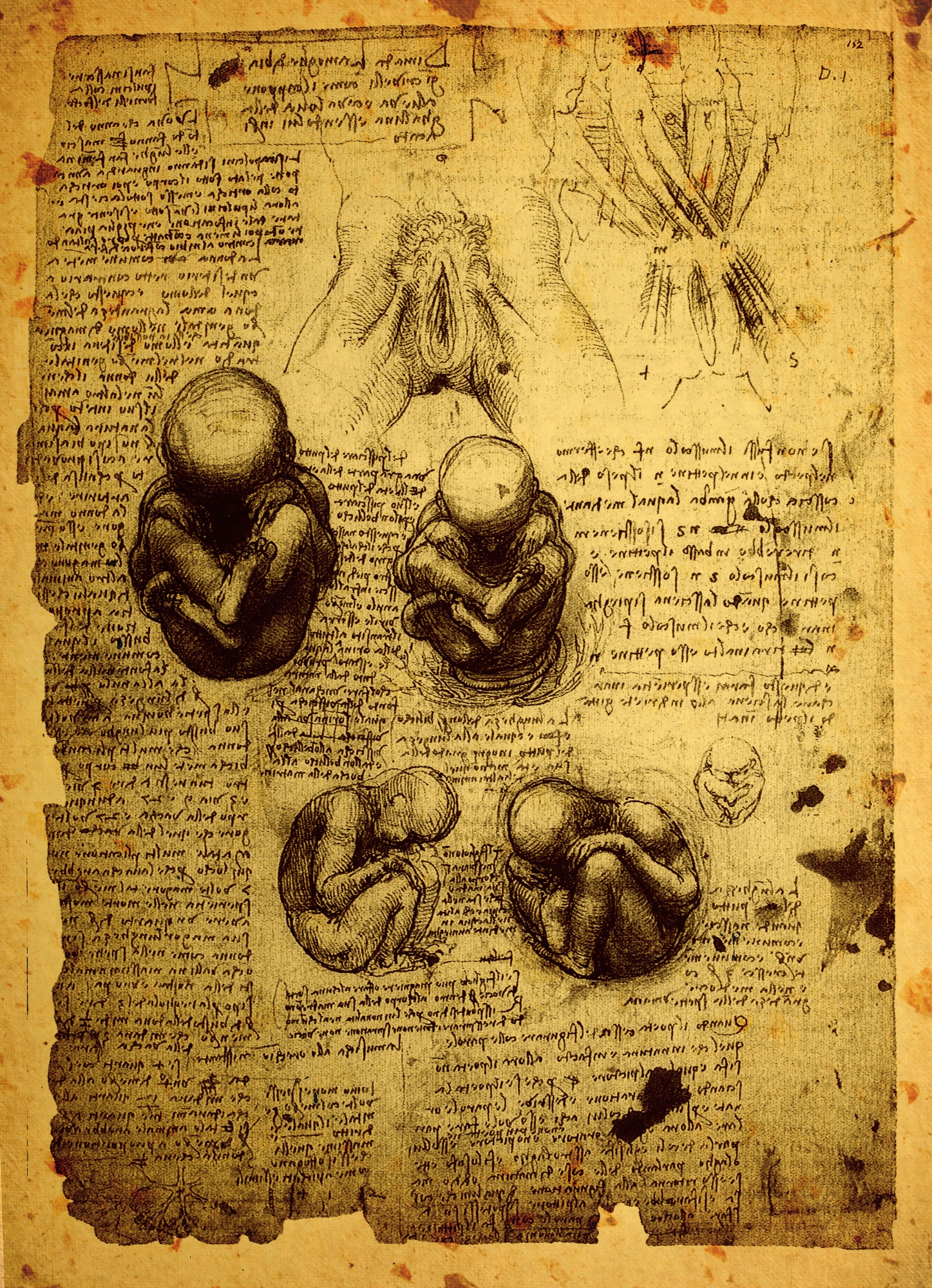 Biography of Leonardo da Vinci – Parents, Paintings & Interests