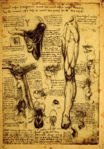 An anotomy drawing - Biography of Leonardo da Vinci