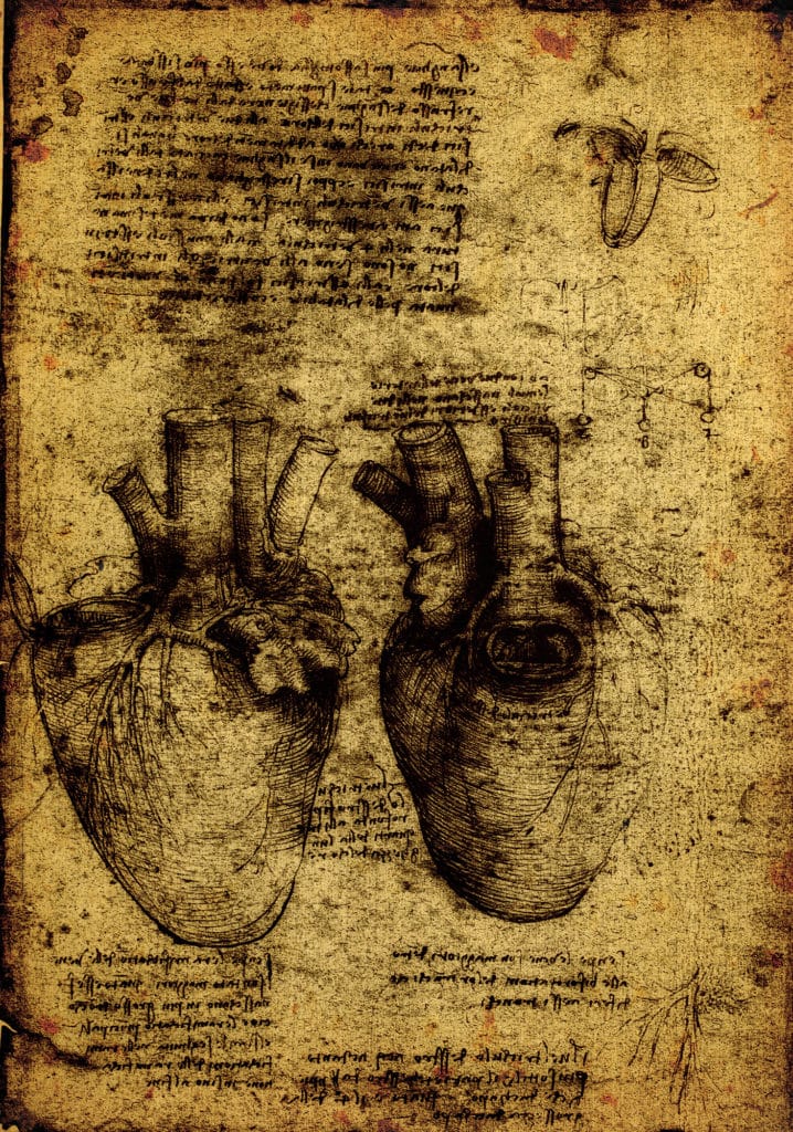 An old anatomy drawing