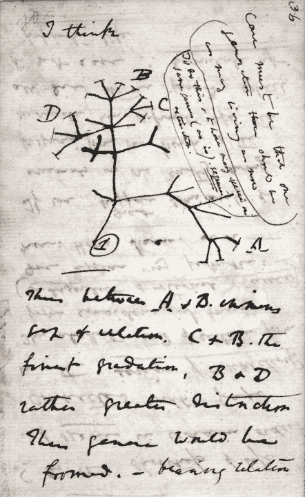 Charles Darwin's thoughts on how evolution progressed